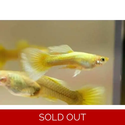 24k Full Gold Guppy